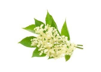 Elderflower