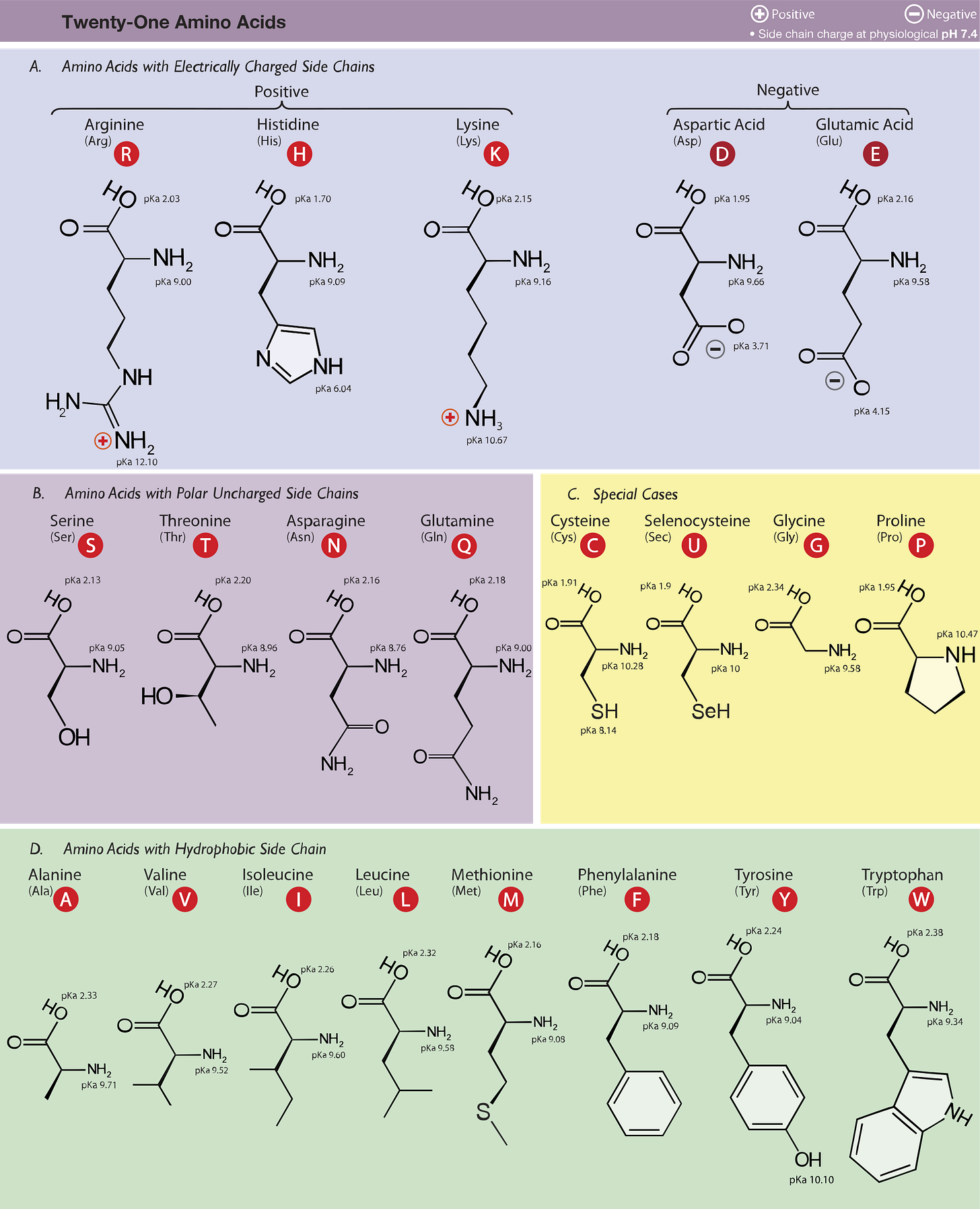 Amino Acid Study Guide: Structure and Function | Albert.io