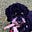 Riaz Mohammed's avatar