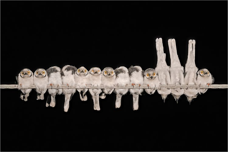 'Helmetshrikes Preparing to Sleep' by Gary Collyer