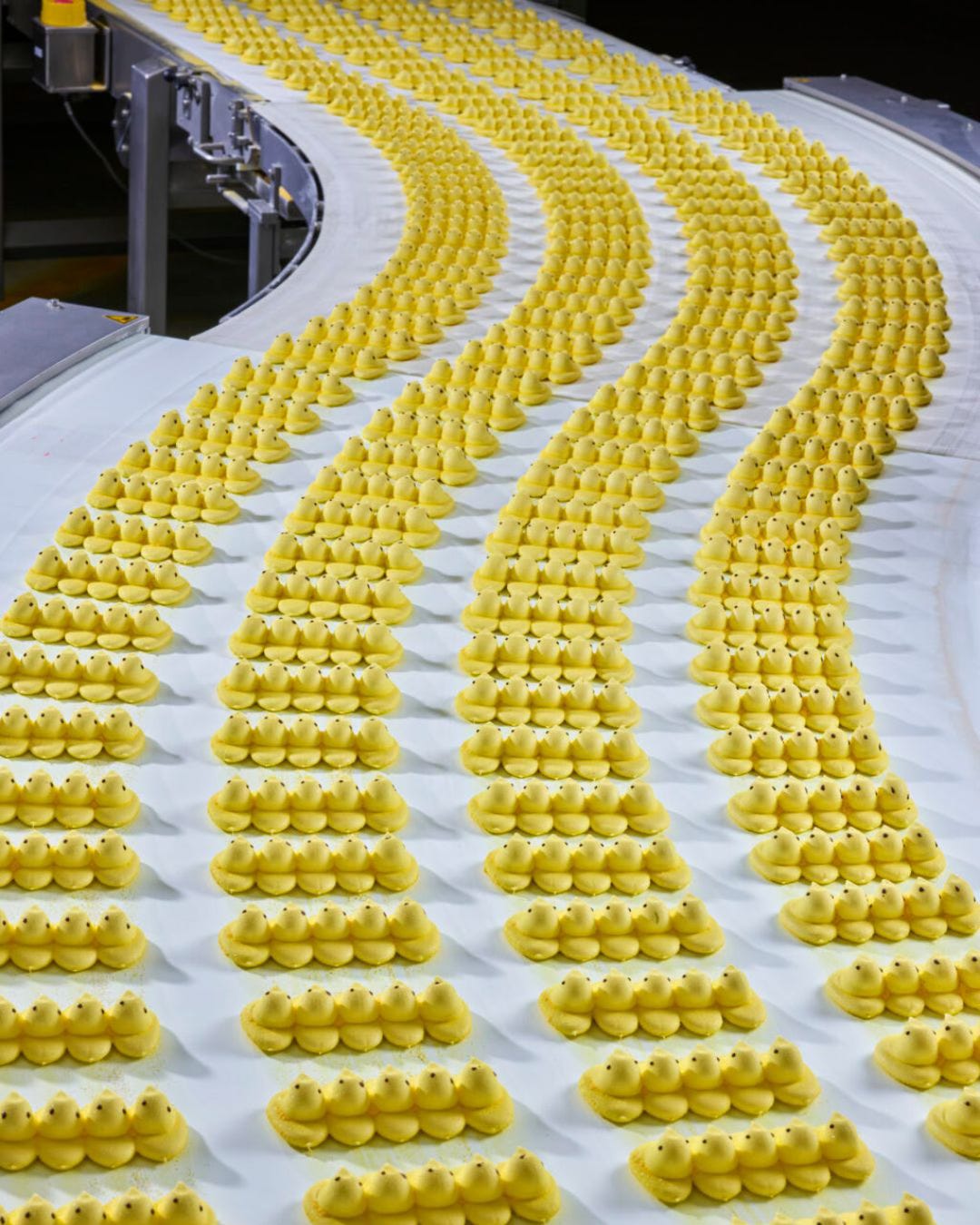 Undulating rows of hundreds of Peeps