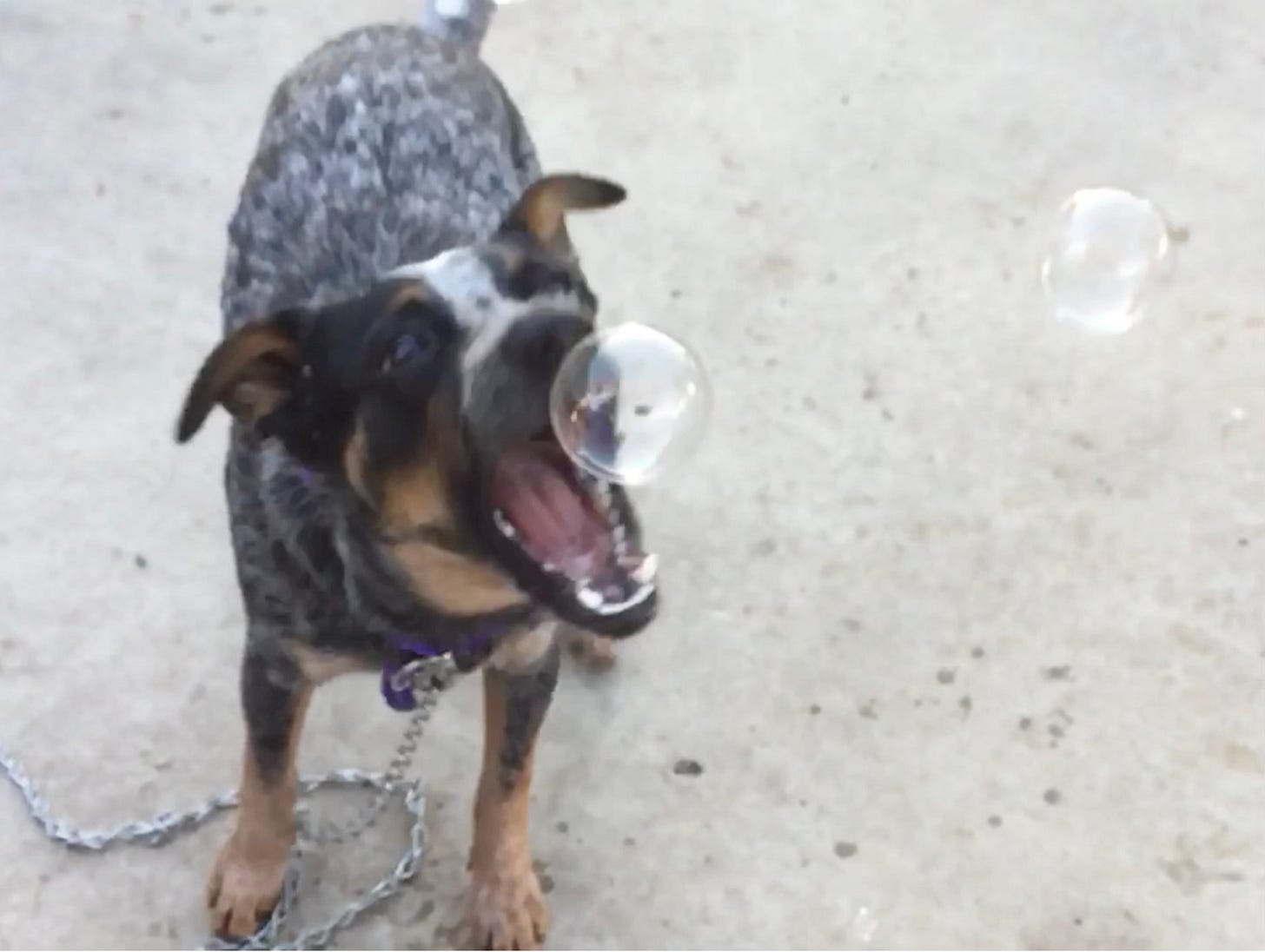Cattle dog puppy with wide open mouth awaiting a bubble. 