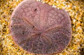 Sand dollar | Animals | Monterey Bay ...