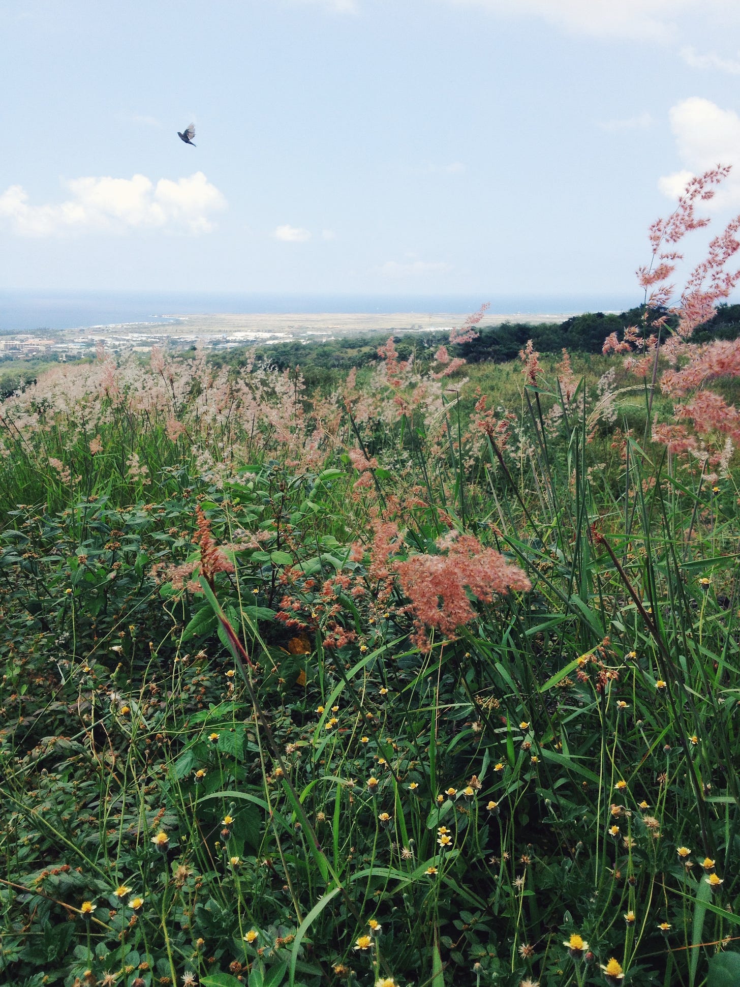 An open field with various tall grasses. In the horizon is the Pacific Ocean and a glimpse of a small beach. A single bird is in mid-flight, moving towards the top right of the image.