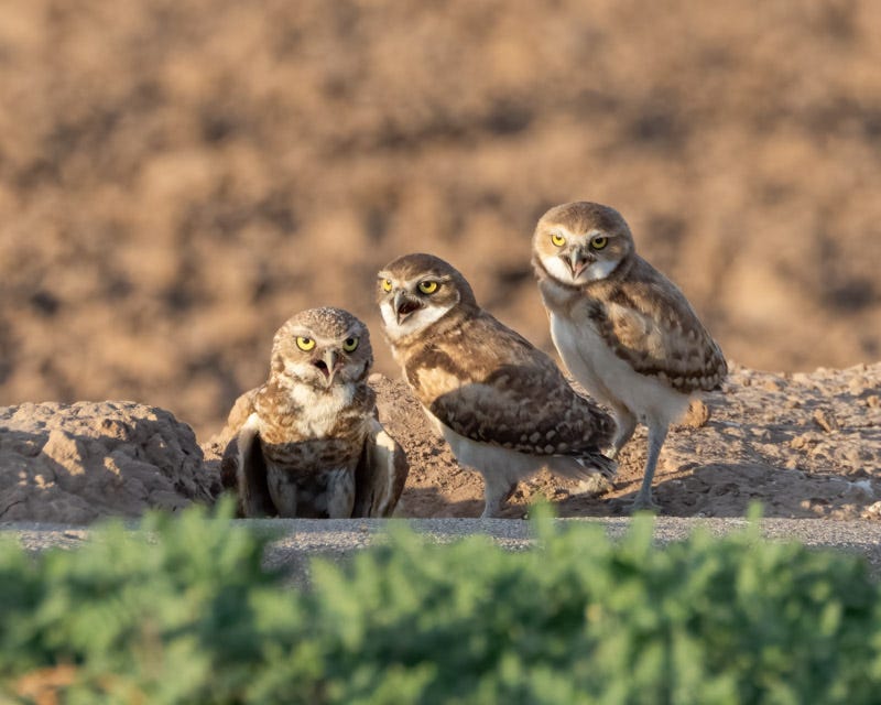 20250730-Marana-14-Edit.jpg 20250730-Marana-14-Edit.jpg