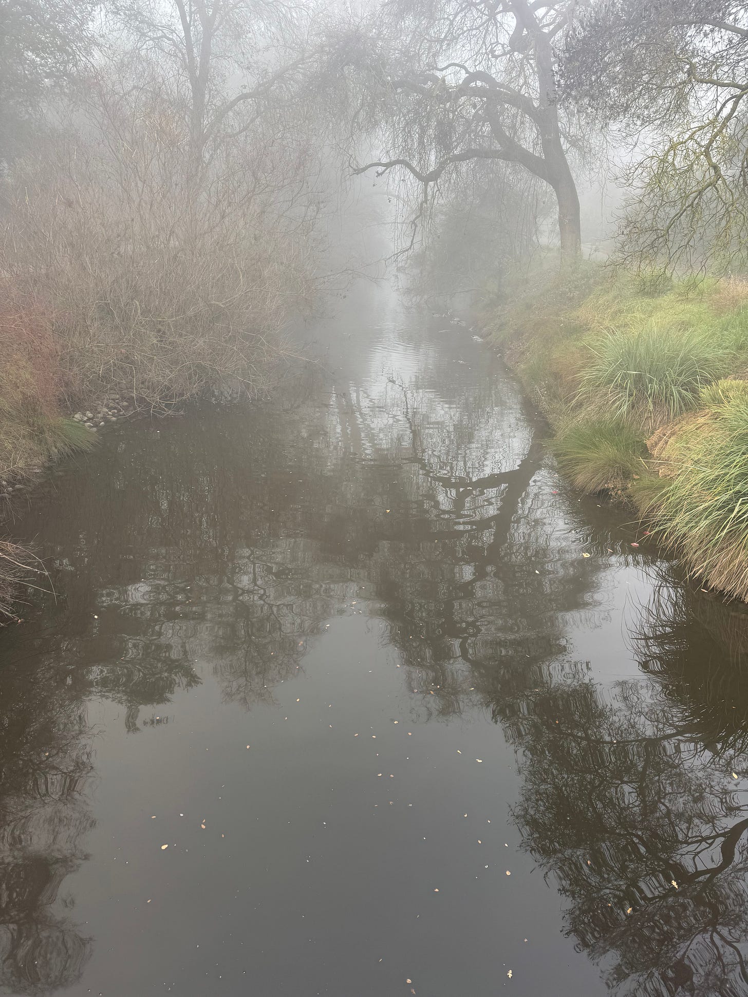 A creek with bare tree branches over it and lots of grass plants along the shore. There is a fog covering the entire scene. In the water you can see the reflection of the tree branches A creek with bare tree branches over it and lots of grass plants along the shore. There is a fog covering the entire scene. In the water you can see the reflection of the tree branches