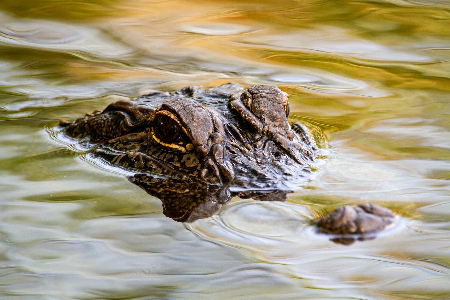 An american alligator hanging out in the Holiday Beach Pond, Rockport, TX. An american alligator hanging out in the Holiday Beach Pond, Rockport, TX.