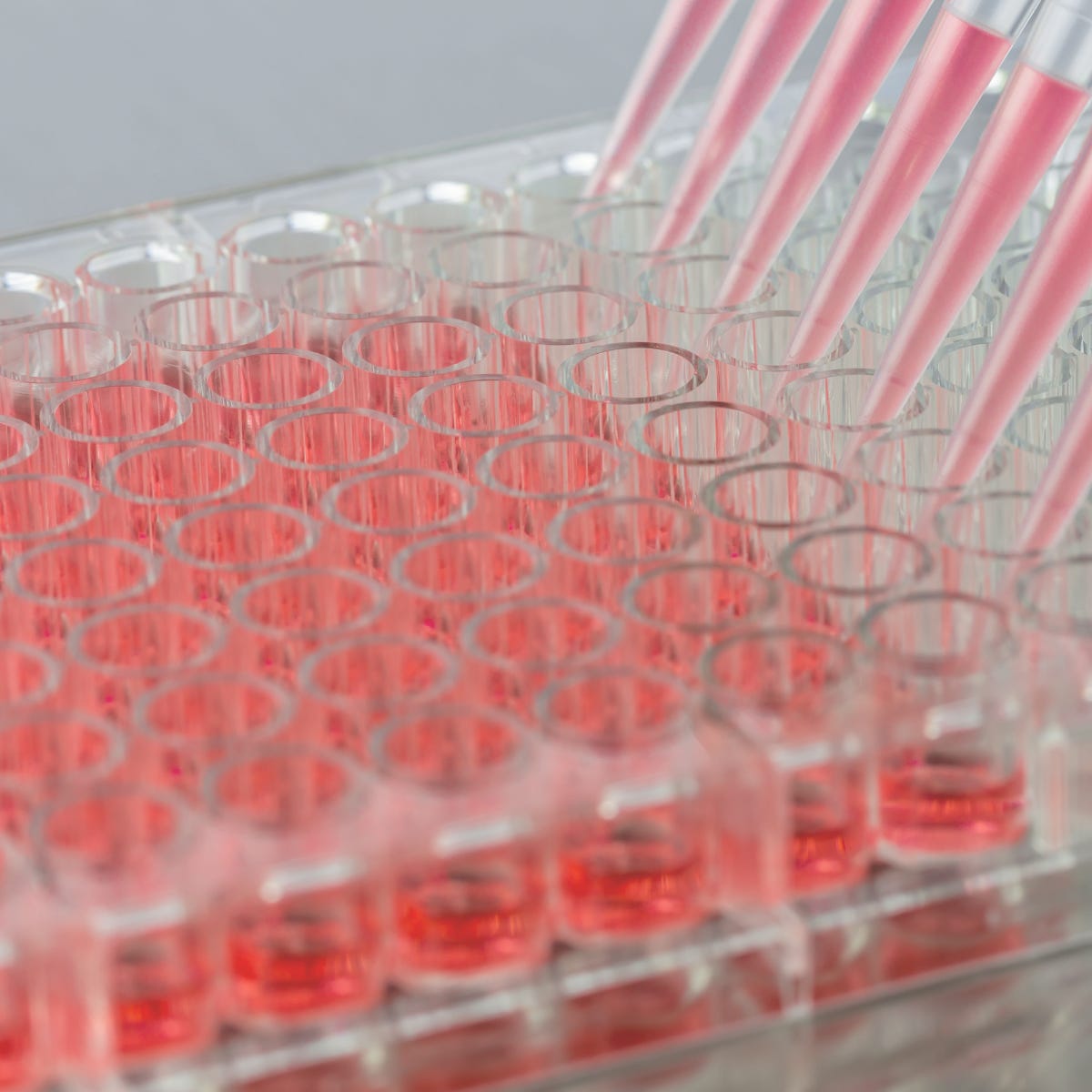 Close-up of a multichannel pipette dispensing pink liquid into a 96-well plate, symbolizing the experimental approach used to test LinkedIn posting days.