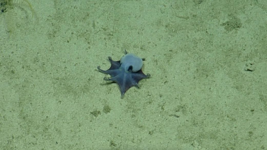 Scientists found a newly discovered species of octopus, Microeledone galapagensis, in the Galápagos Islands.