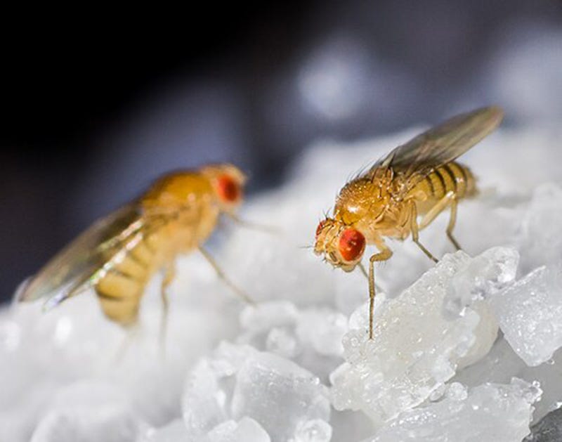 Duas moscas amarelas de olhos vermelhos em close Duas moscas amarelas de olhos vermelhos em close
