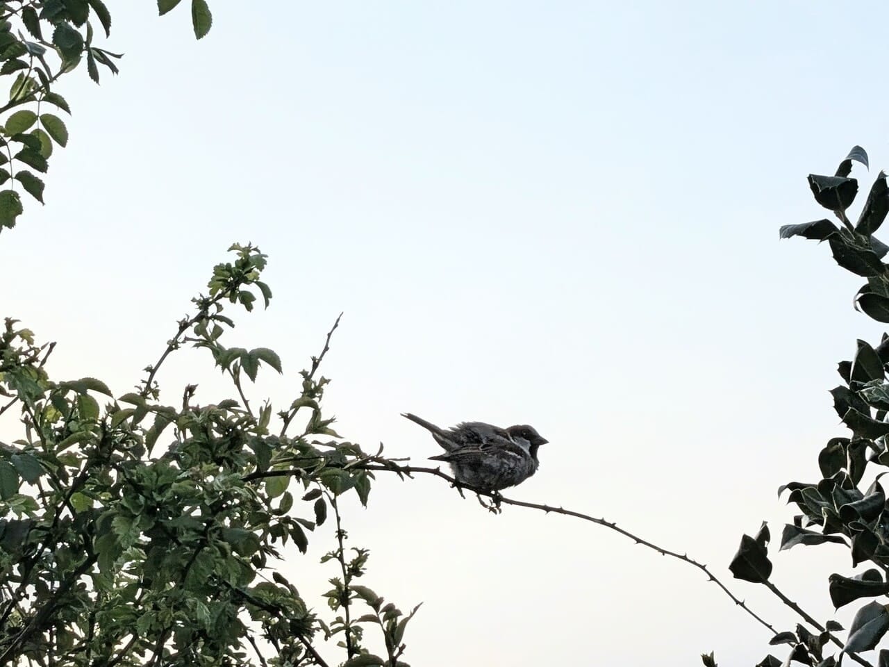Bird resting high in a bush