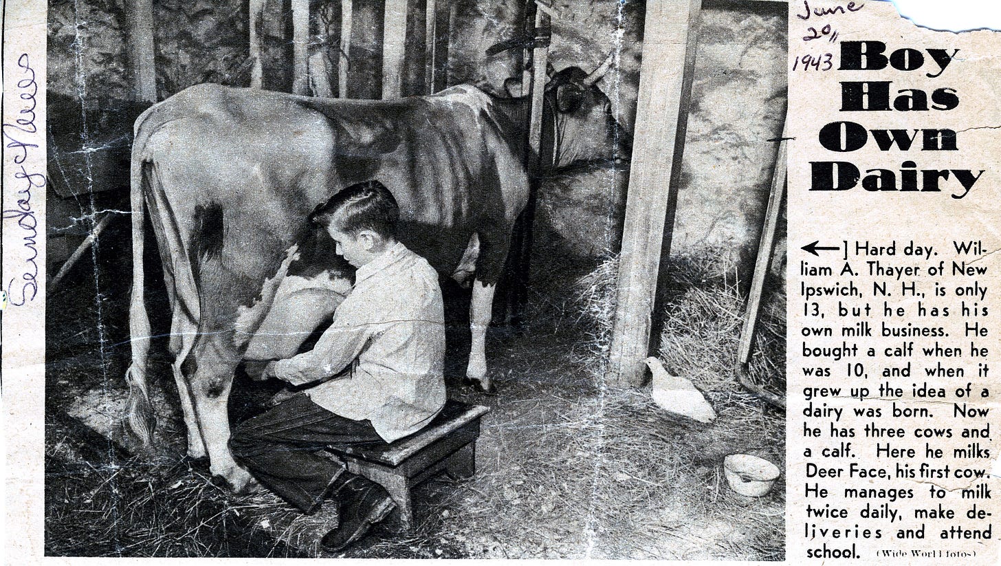 William Thayer milking cow