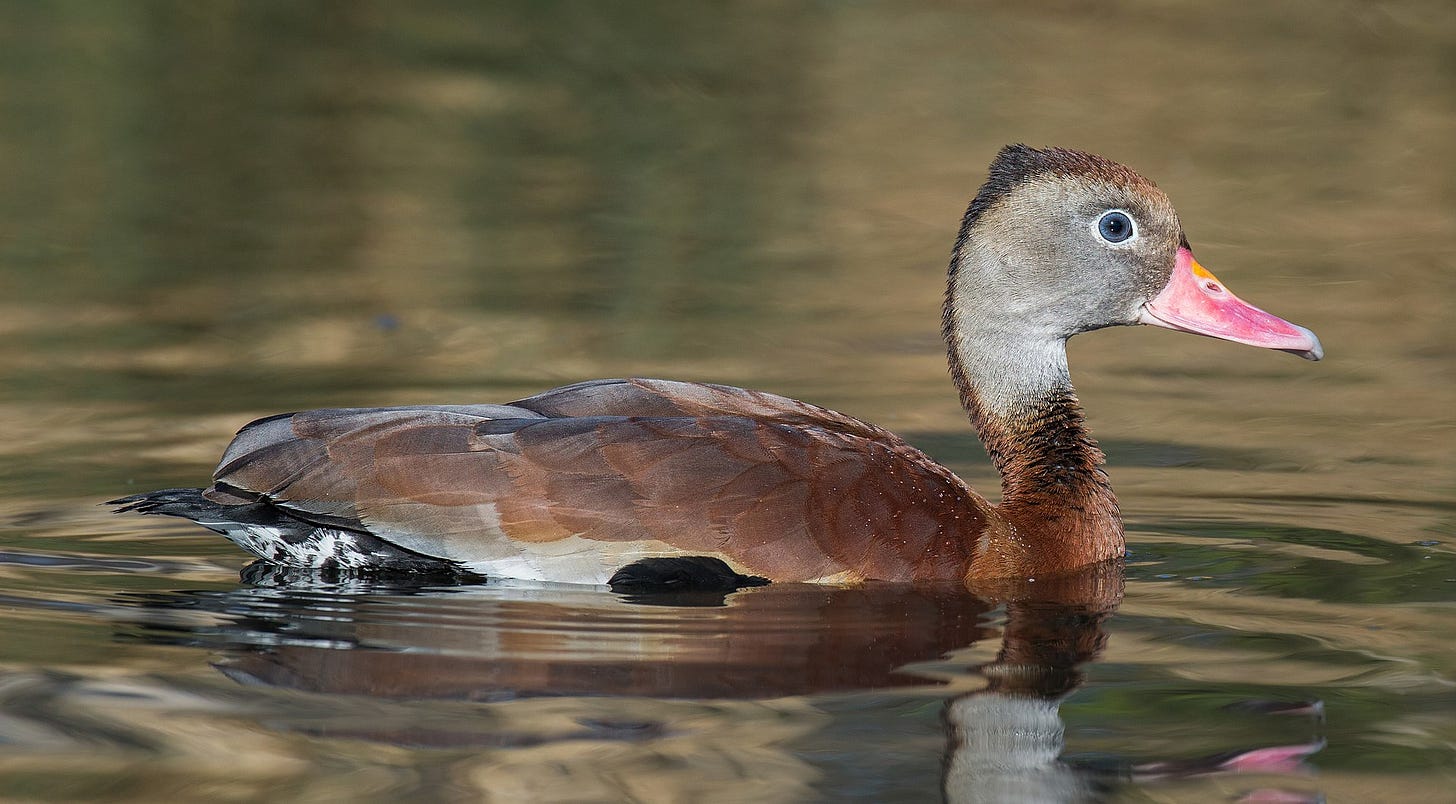 black-bellied whistling duck on the water black-bellied whistling duck on the water
