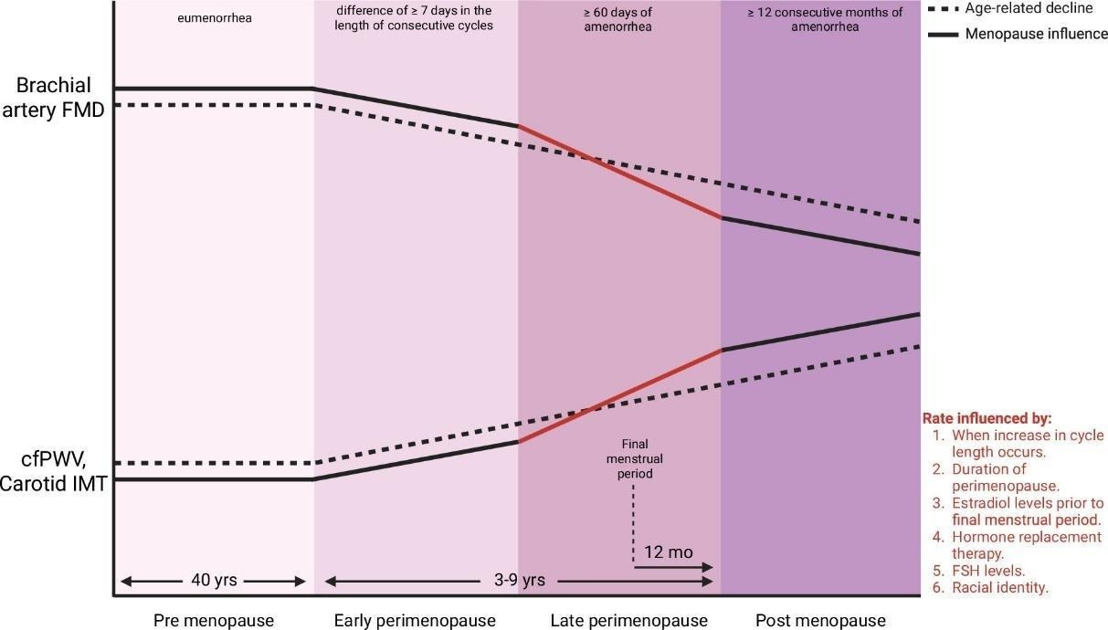 This figure showcases the changes that happen to the heart and arteries over the course of the menopause transition.