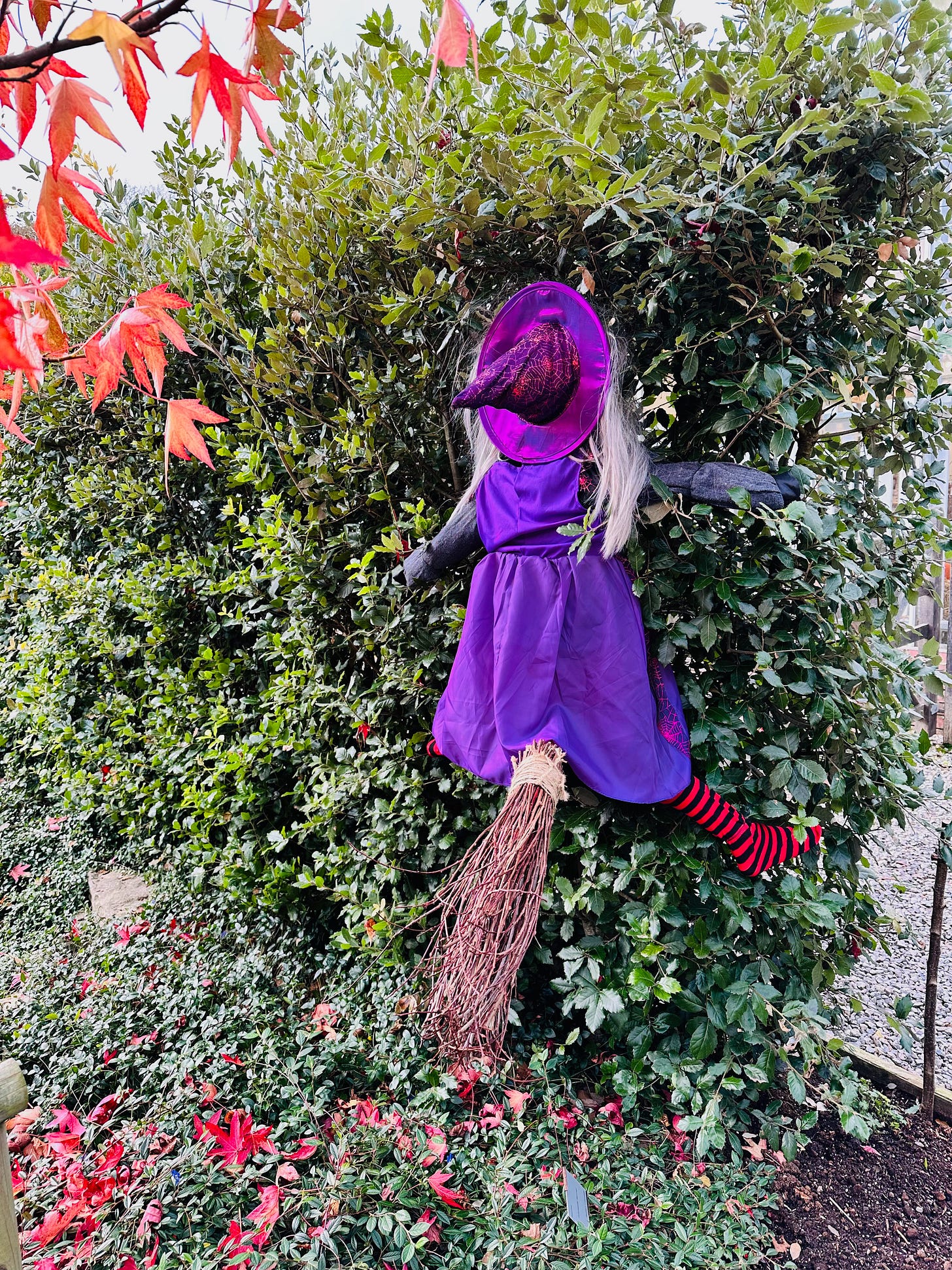 Crash landed witch in hedge