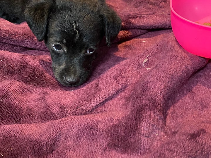 Two pictures of Potter our black puppy