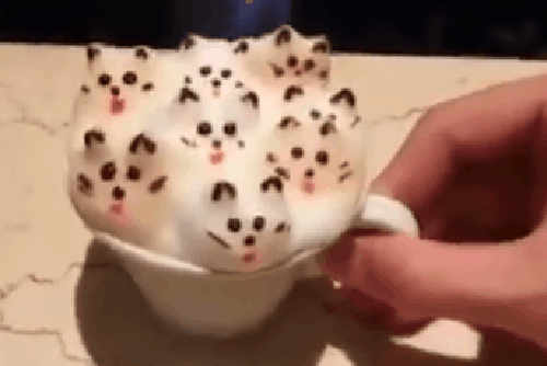cats coffee - GIF on Imgur cats coffee - GIF on Imgur