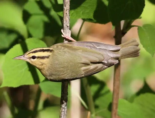 Worm-eating Warbler - American Bird Conservancy