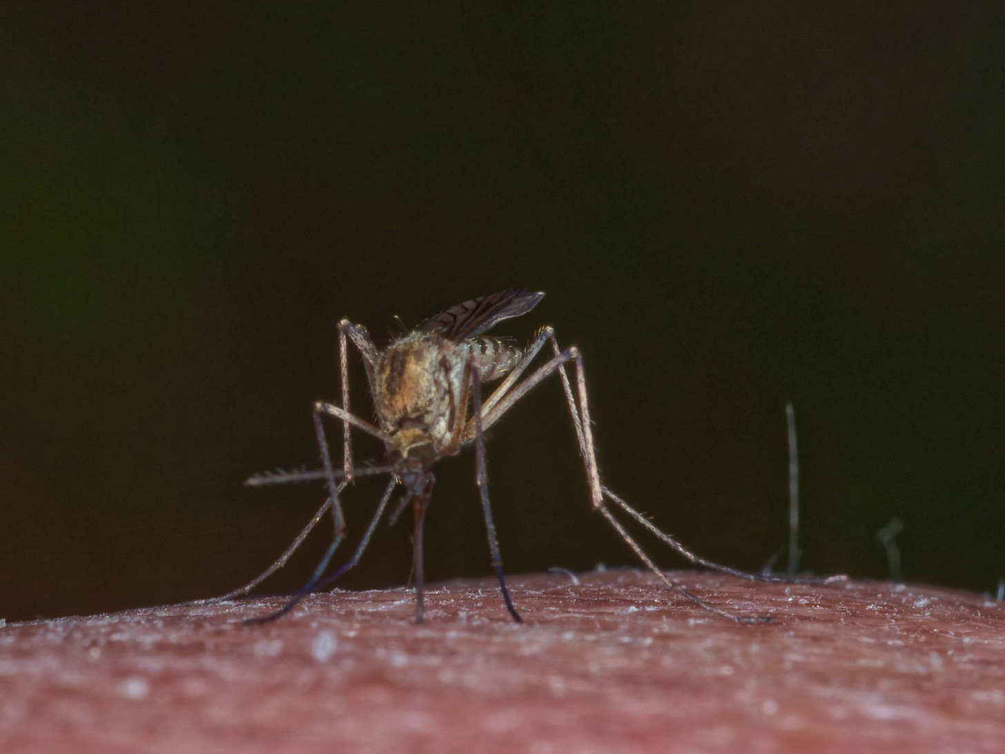 mosquito