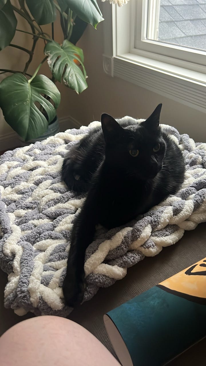 A montage of Silly photos, featuring her sleeping in her favorite bed, on a knitted blanket, in a sun beam on the carpet, and in her felt den.