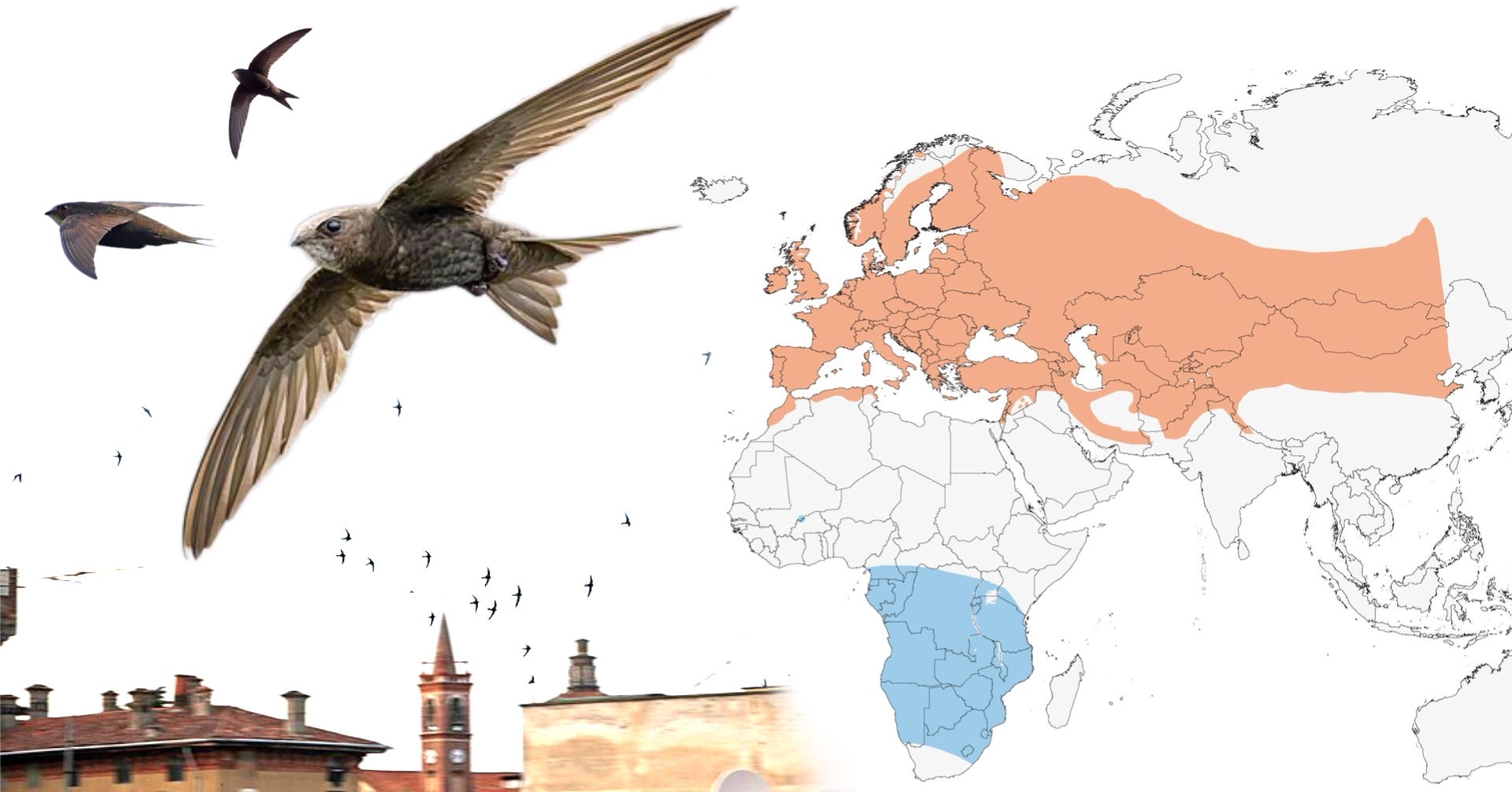 Swift - Nature’s Perfect Flight Machine