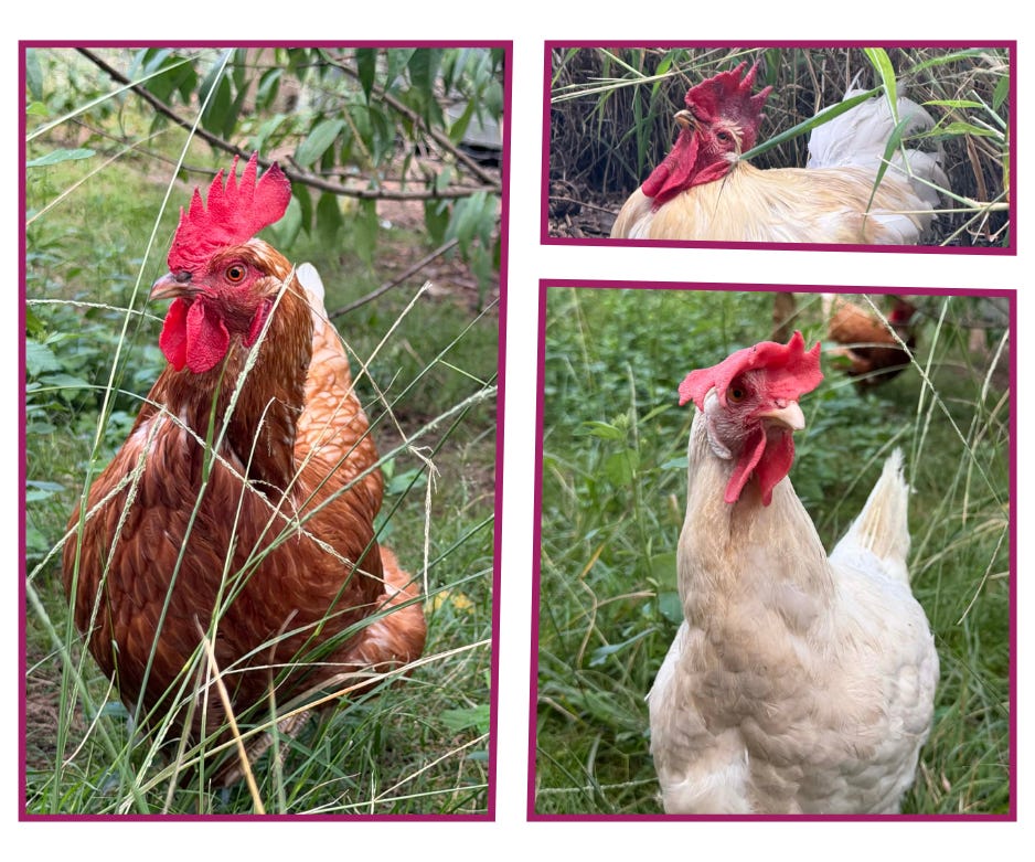 Wren Would Like More Cuddles Please (It's been a big weekend)