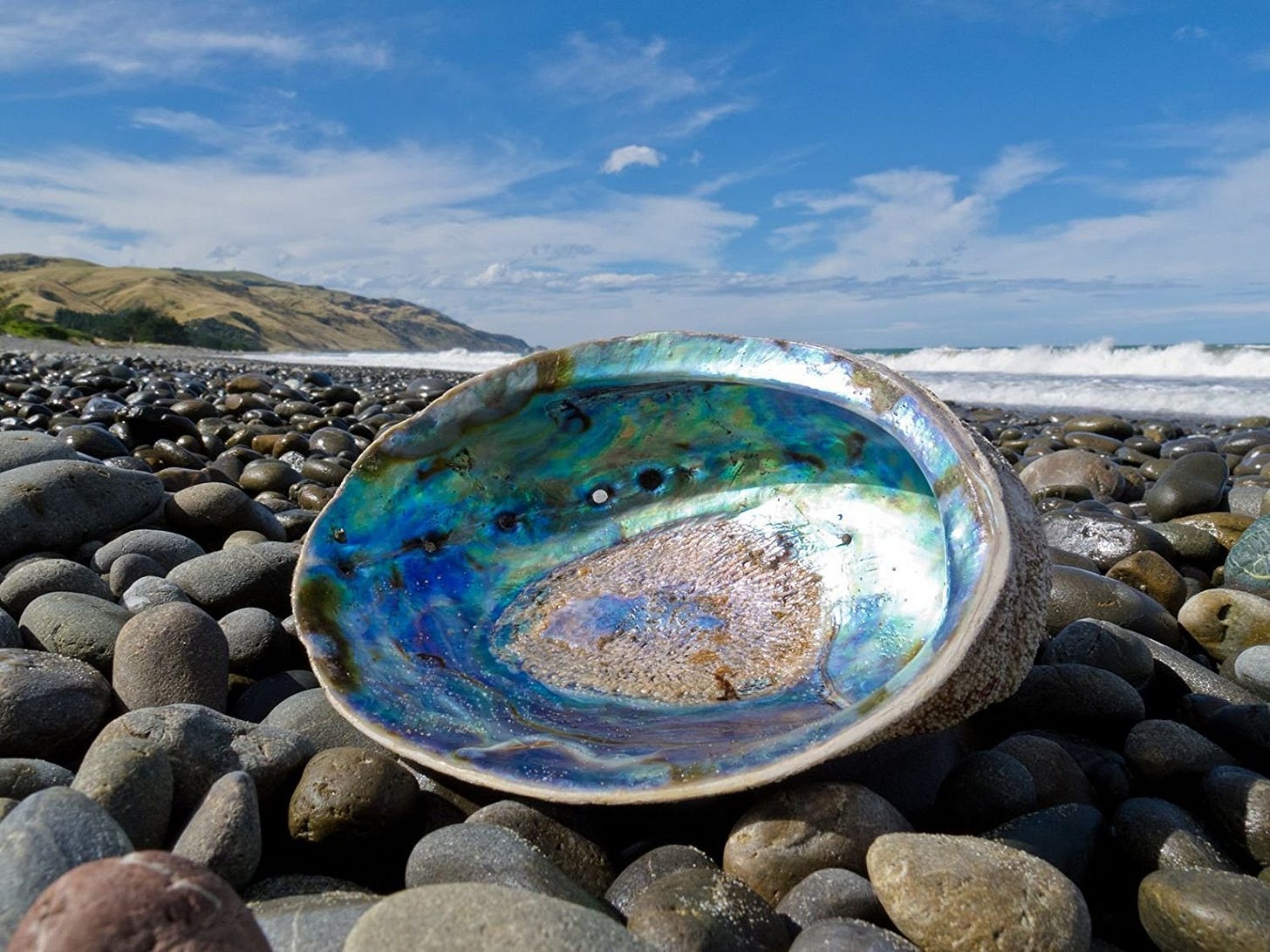 California Abalone - Scuba San Diego