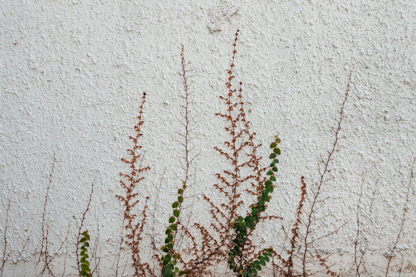 vines growing up a white textured wall