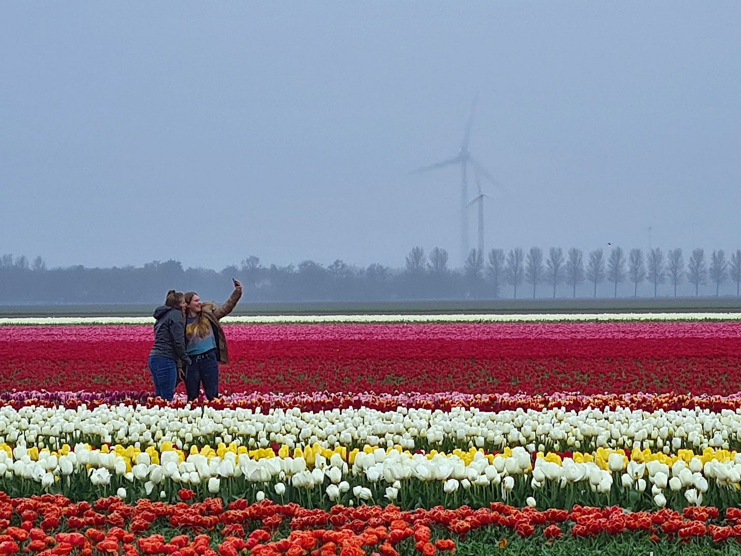 In a field of rows of bright multi-colored tulips, 2 young women pose for a selfie. In a field of rows of bright multi-colored tulips, 2 young women pose for a selfie.