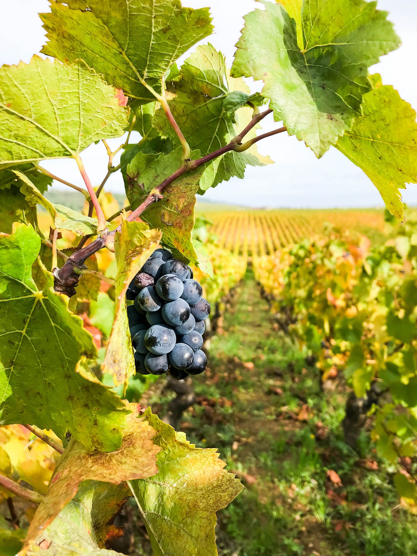 Pinot Noir vineyard in Burgundy Pinot Noir vineyard in Burgundy