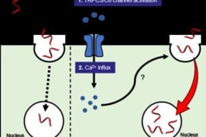 L687 induces intracellular uptake of ASO through intracellular Ca2+ influx