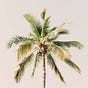 Under The Palm's avatar