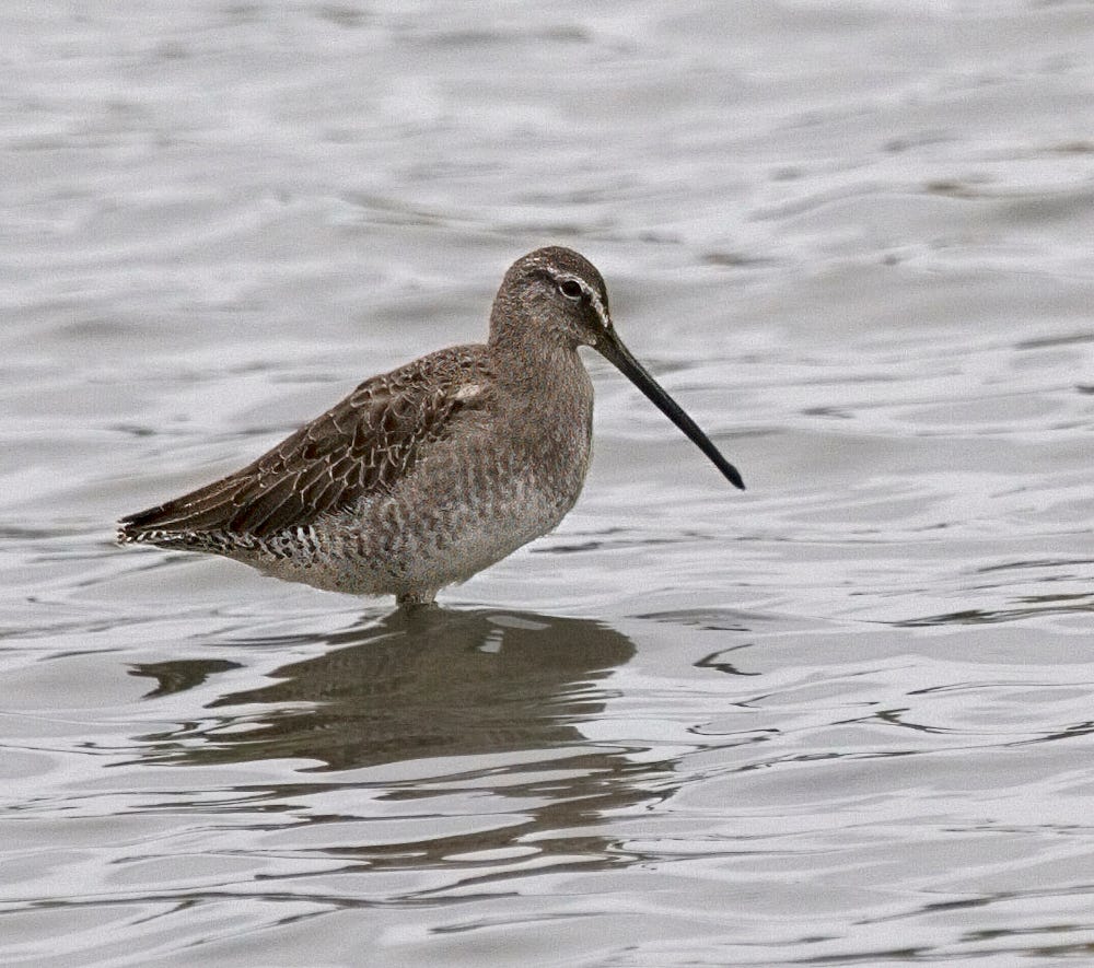 Long-billed Dowitcher
