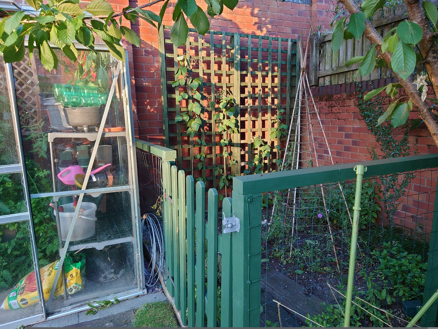 Veggie patch enclosed by low fence and in too much shade for runner beans or sweet peas to bear much