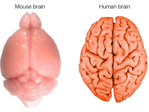 How the Human Brain Gets Its Wrinkles | Live Science