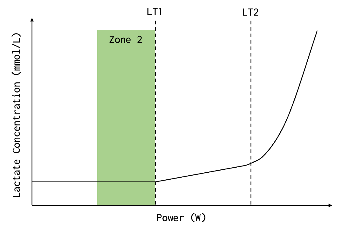Zone 2 Training and Lactate: Dissecting Inigo San Millan's Advice — High  North Performance