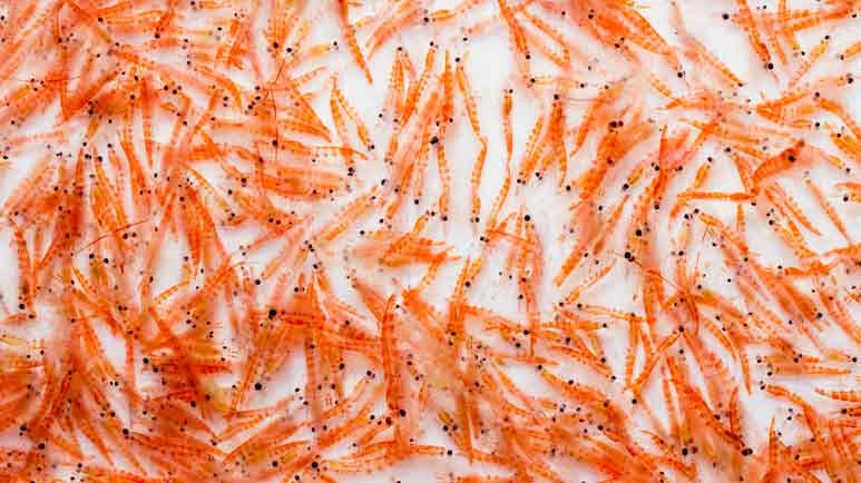 astaxanthin