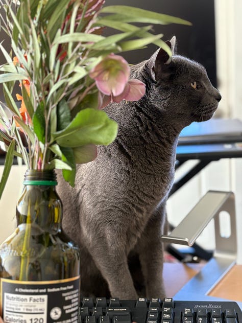 Joe and the flowers