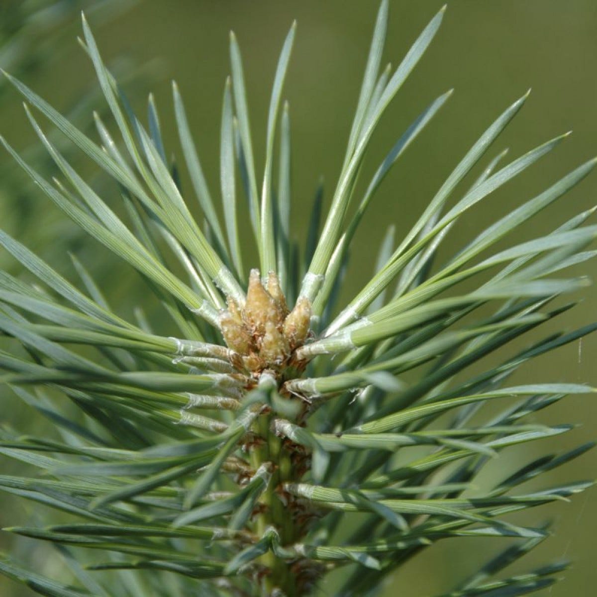 pine needles