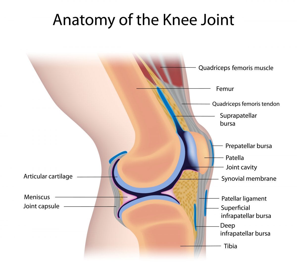How to Protect Your Knees and Make Them Healthy – SAPNA Pain Management Blog How to Protect Your Knees and Make Them Healthy – SAPNA Pain Management Blog