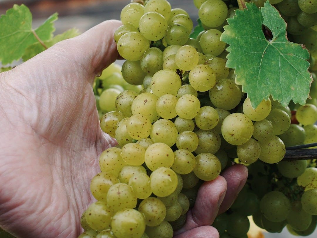 green grapes on persons hand green grapes on persons hand