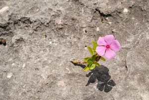 Bloom Where You Are Planted