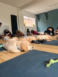 Golden retriever puppy yoga