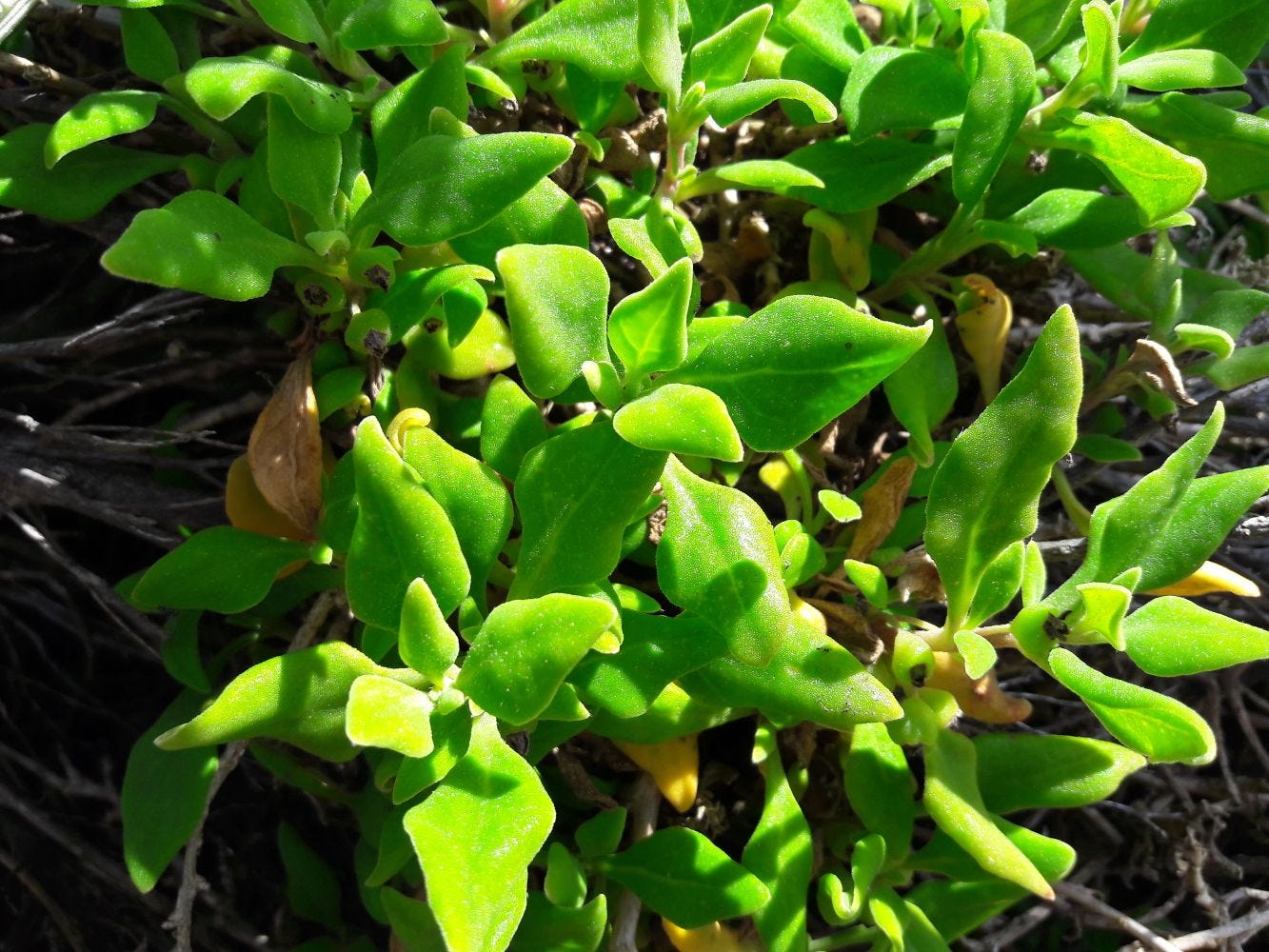 Tetragonia implexicoma [leaves - Great Ocean Road, VIC, 2022] sml.jpg