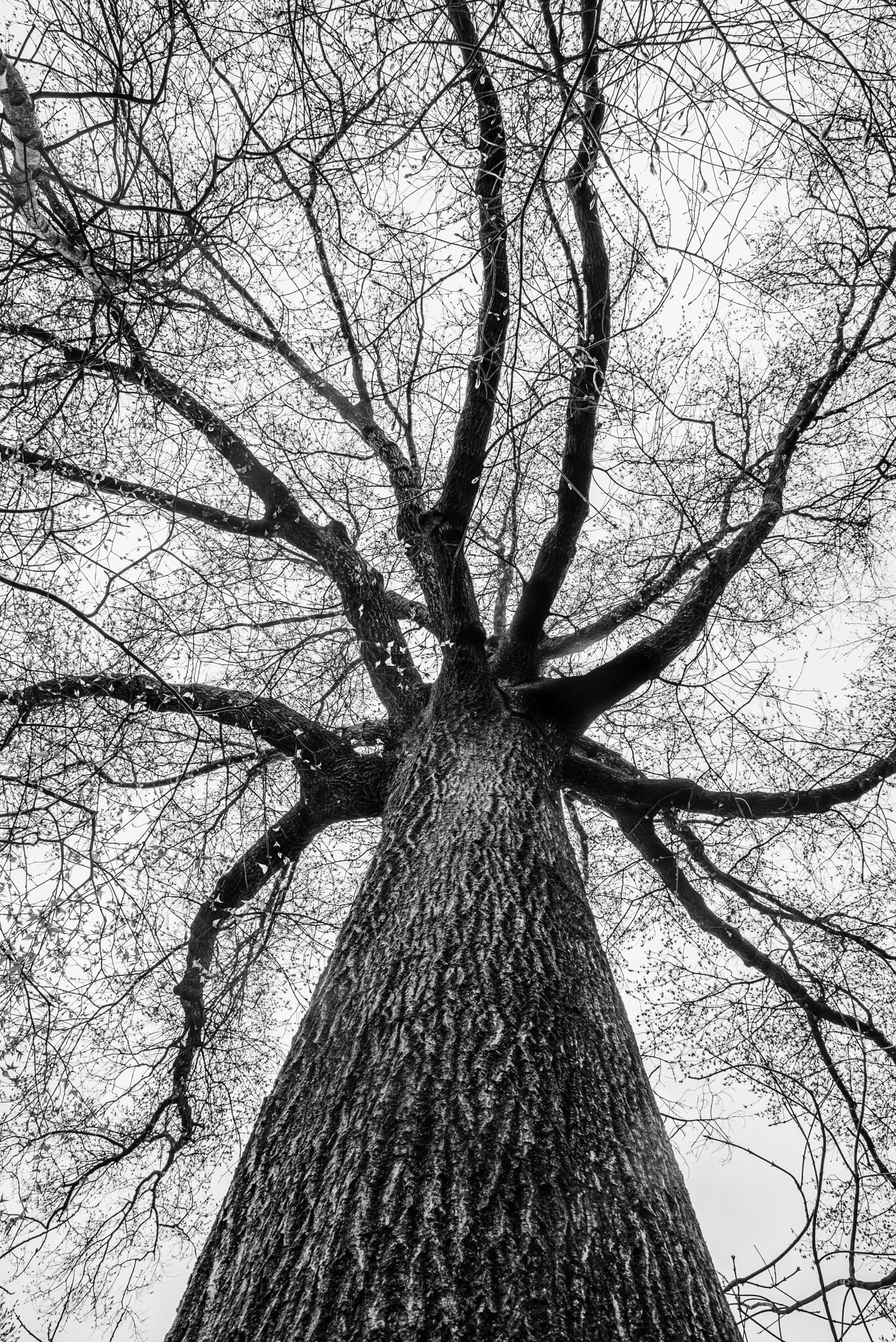 ID: Upward-looking photo from the base of a towering tree at the Brooklyn Botanic gardens, with bare leaves for winter.