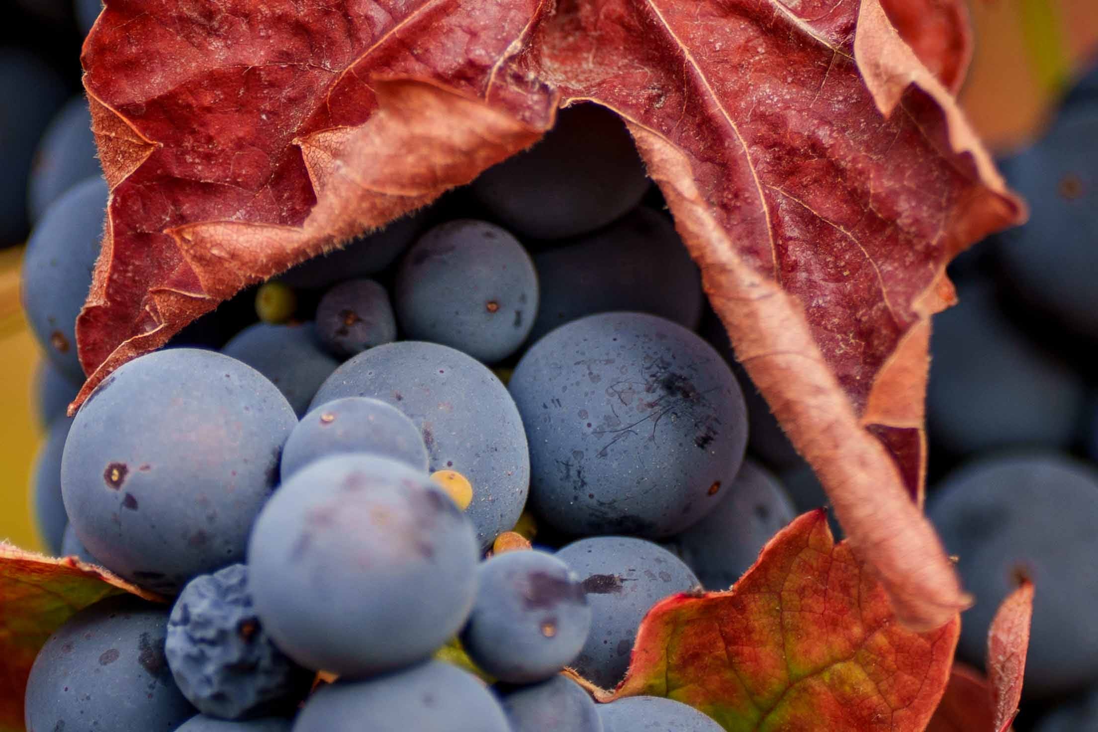 napavalleyfocus.substack.com - Wine Chronicles: The Wine Club Discount Mirage