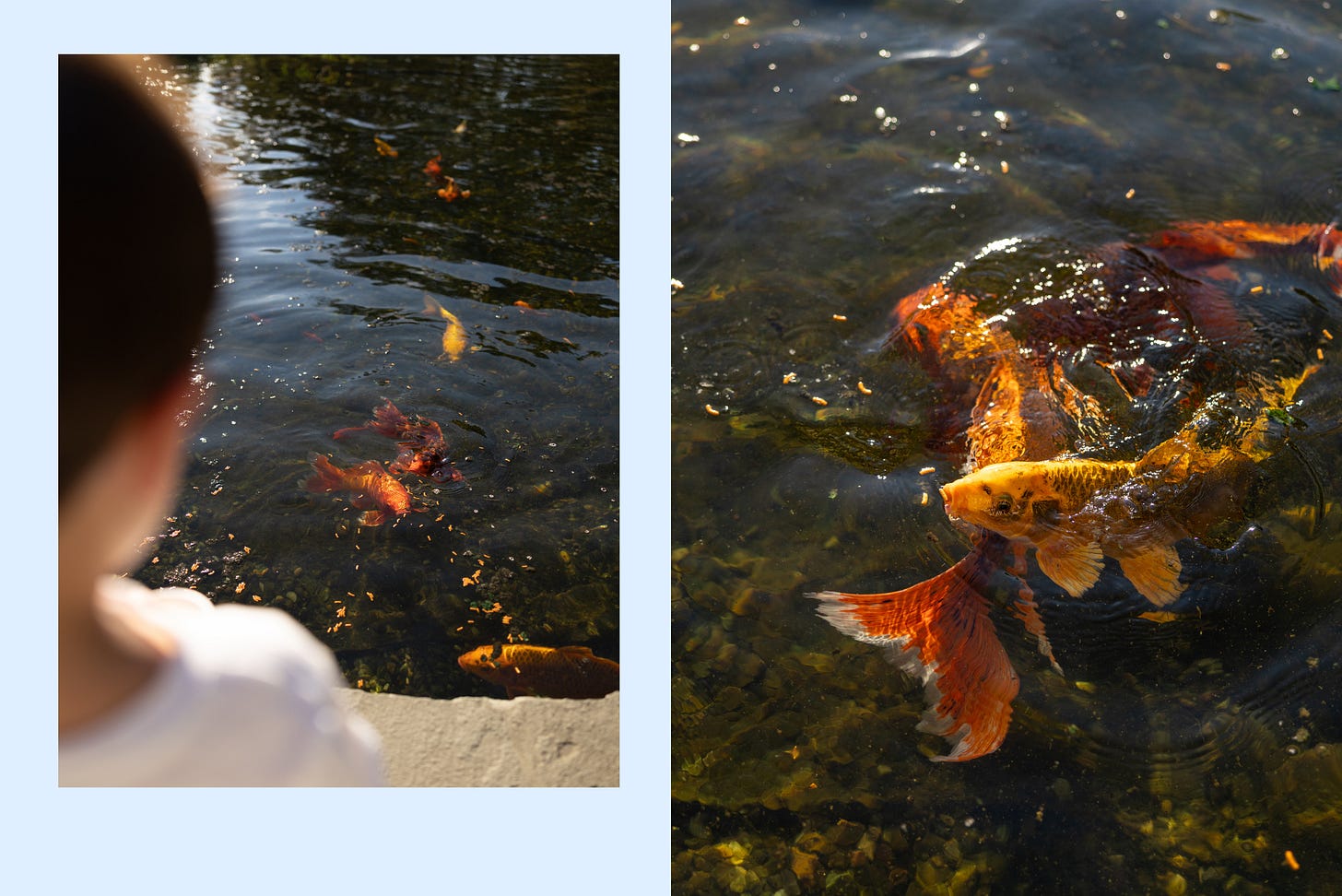A boy watching his goldfish, photographer over his shoulder A boy watching his goldfish, photographer over his shoulder