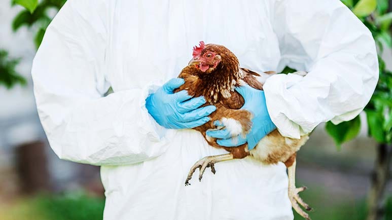 bird flu