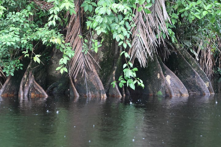 Top left - a water taxi moving through the canals of Tortuguero. The canopy makes the route very dark. Top right - thick tree roots disappear into the water with the jungle on top. Bottom left. A canal route through the jungle which is overgrown and stretches out over the brown water. Bottom right - a greeting party on the Caño Palma deck with a small brown dog at face height as the boat pulls up