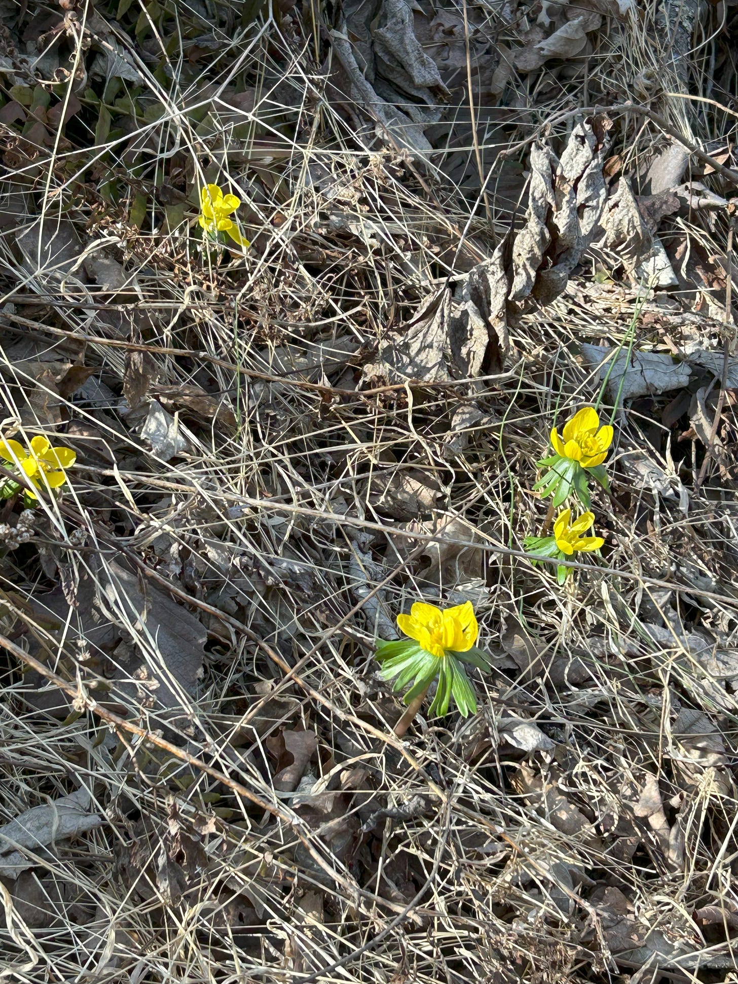 small yellow flowers blooming in old leaves and pine needles. small yellow flowers blooming in old leaves and pine needles.